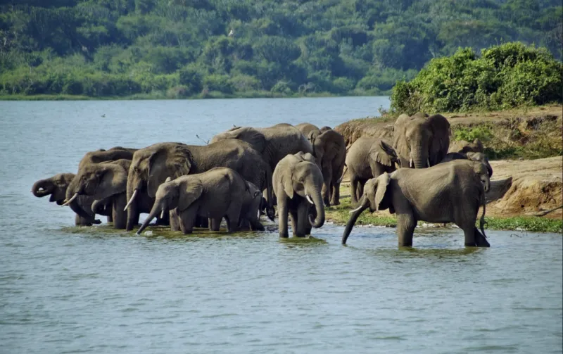 QUEEN ELIZABETH NATIONAL PARK TOUR
