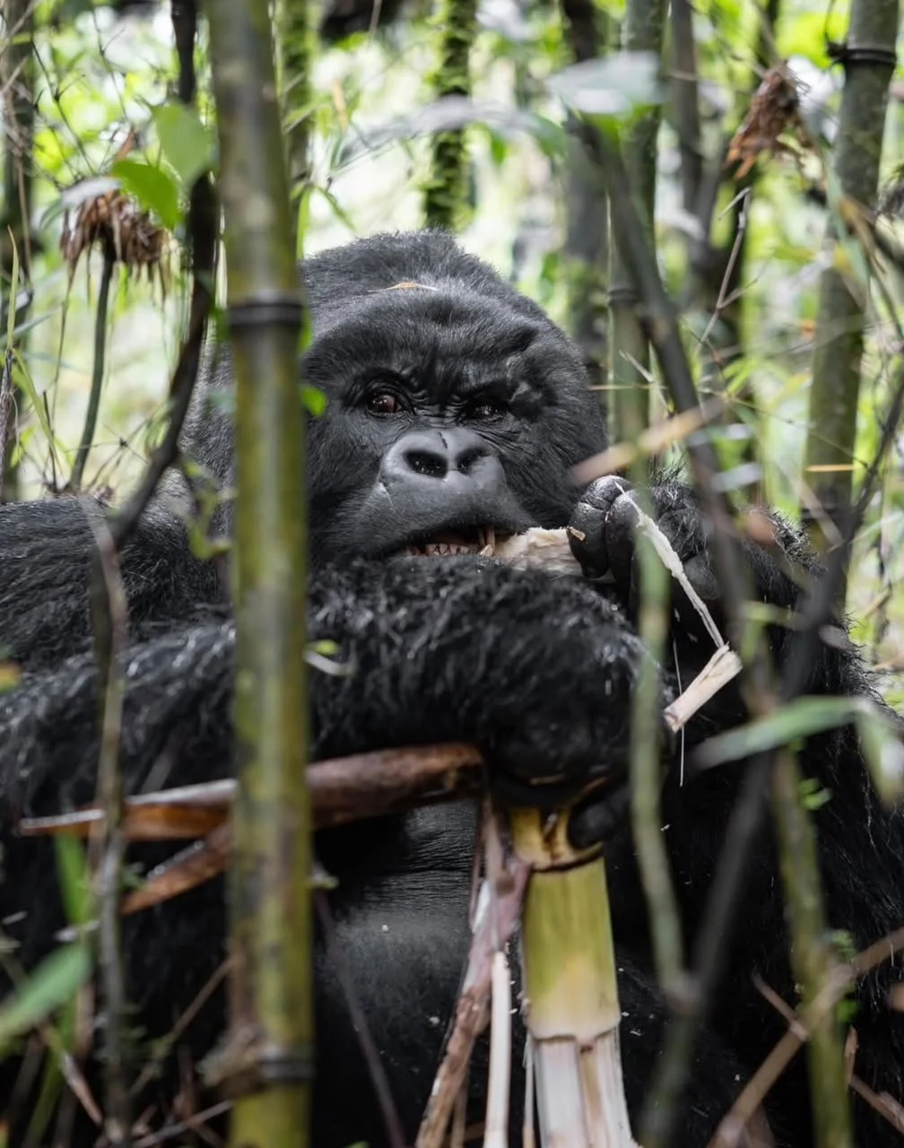Primates & Big Game — Best of Western Uganda